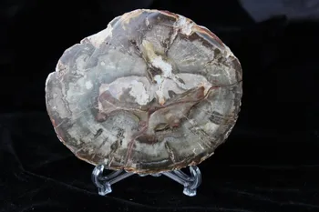 190-200g Kivistunud Puit Ring Fossiilsete Isend Madagaskar
