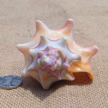Haruldased looduslikud conch shell värvikas vikerkaar nurga conch tigu platvorm kala tank pulm kingitus laste mänguasi Vahemere