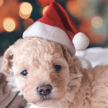 Jõulud Väikesed Palus Jõuluvana Mütsi jaoks Lemmikloom-Koer, Kass Müts Häid Jõule Kaunistused Koju Üpp Noel Navidad head Uut Aastat Kingitus